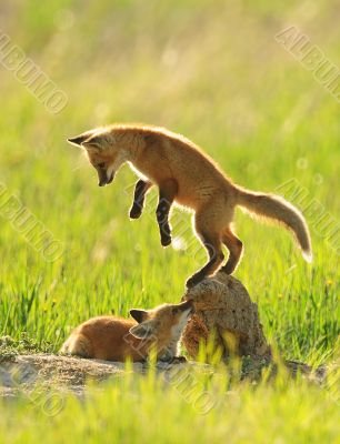 red fox playing