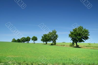 tree line on the edge of meadow