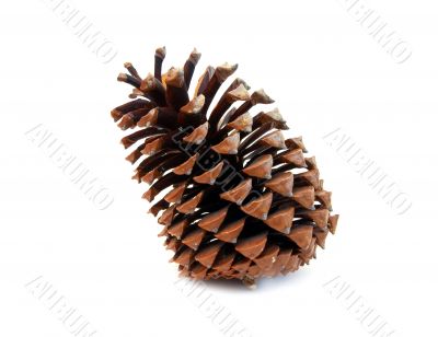 Pine cone
