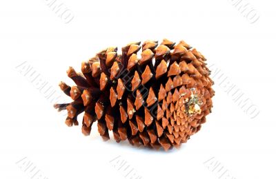Pine cone
