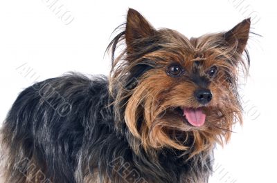 Small dog