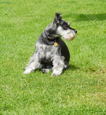 miniature schnauzer