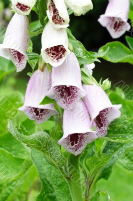 foxglove