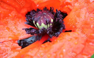 papaver orientale