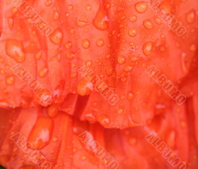 red flower petal background