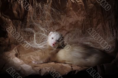 polecat on brown paper