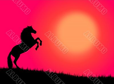 Horse in the sunset