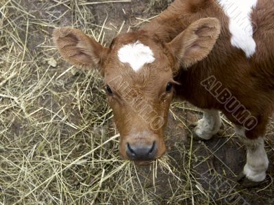 The small cow
