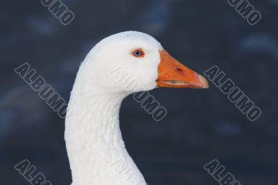 goose