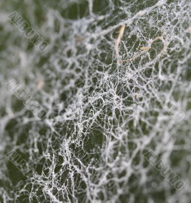 spider web