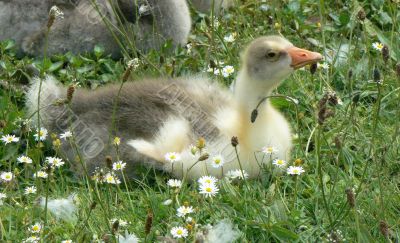 gosling