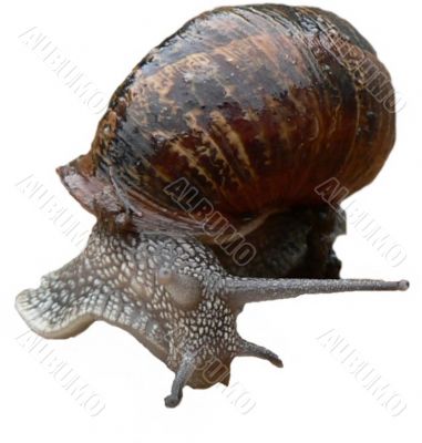snail