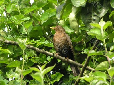 female blackbird