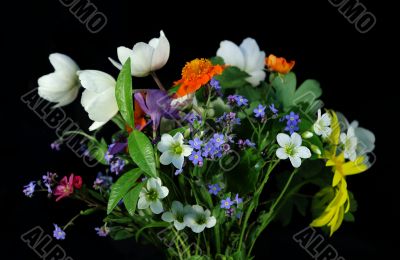Bouquet of field flowers