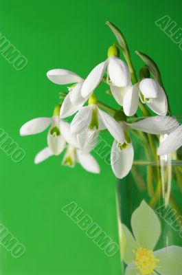 Bouquet of a snowdrops