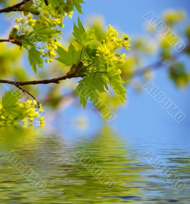 Leaves of a maple