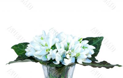 Bouquet of white  snowdrops