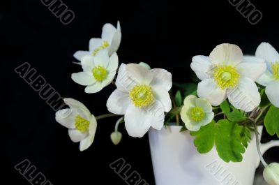 Bouquet of spring flowers