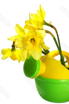 Narcissus in a watering can