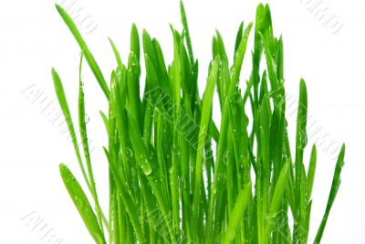 wheatgrass