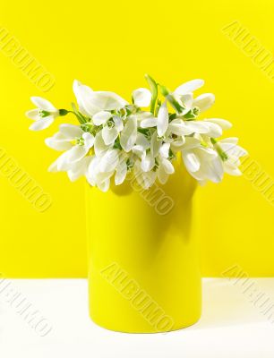 Bouquet of  white snowdrops