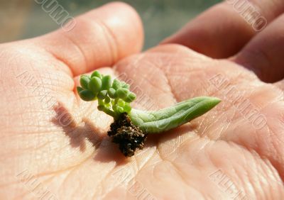 Small rostock on a palm