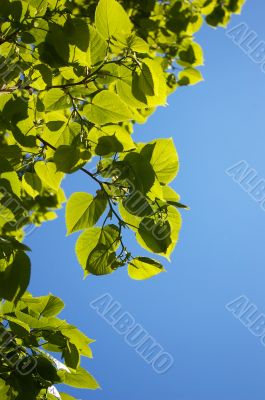 Leaves of a linden