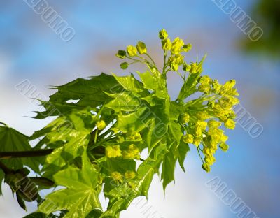 Green leaves of a  maple