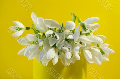 Bouquet of snowdrops