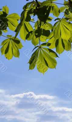 Leaves of a chestnut