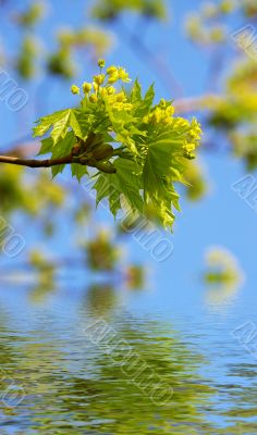 Young green leaves