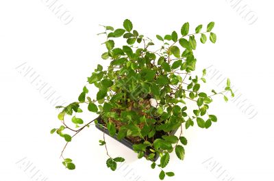  Bonsai