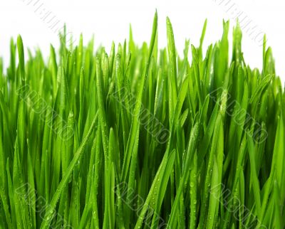  wheatgrass isolated