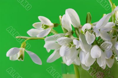 Bouquet of snowdrops