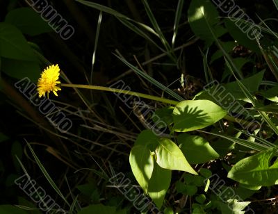 Yellow dandelion