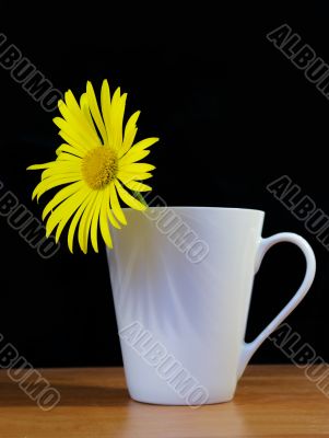 Camomile in a cup