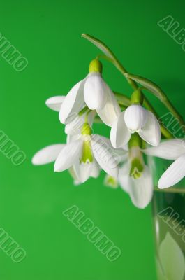 Bouquet  of a  snowdrops