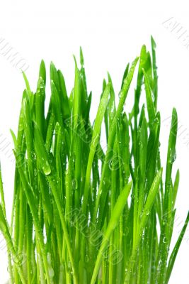 wheatgrass