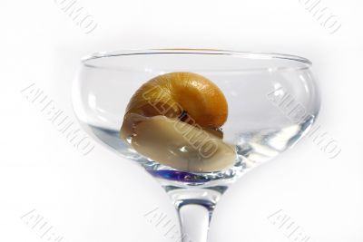 snail in transparent glass
