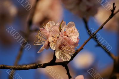 Branch of a blossoming tree