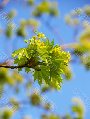 Young green leaves