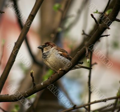 Sparrow sits on a branch