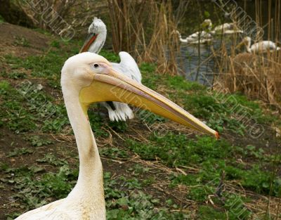 Group of pelicans