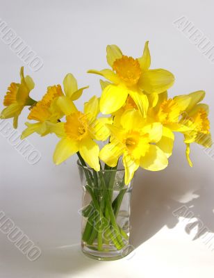 Bouquet of narcissuses in a vase