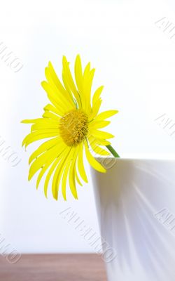 Camomile in a white cup