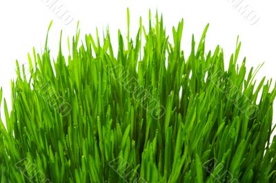 wheatgrass   isolated
