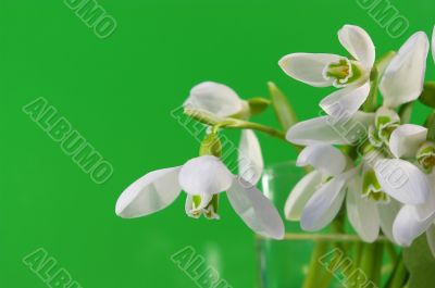 White snowdrops