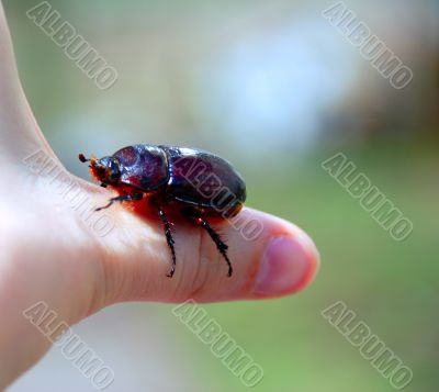 Beetle on a hand