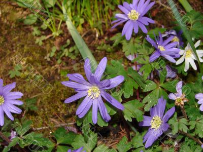 Flowers in the garden