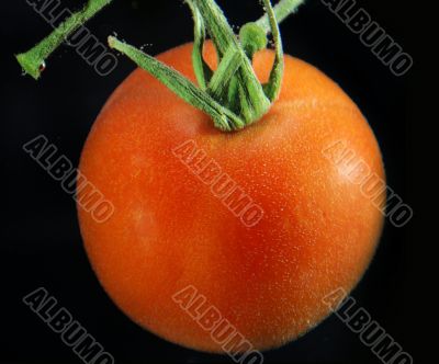 Tomato in water